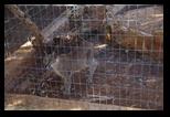 Pafos Zoo -30-05-2017 - Bogdan Balaban